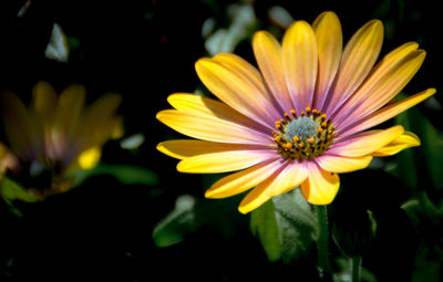 Close-up of yellow cosmos blooming outdoors