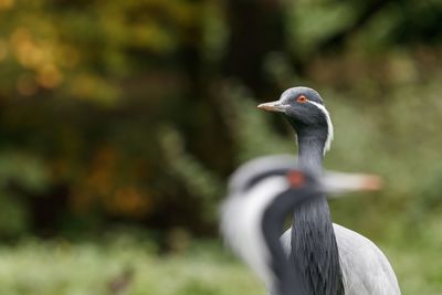 High angle view of gray heron perching on flower