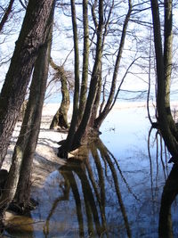 Bare trees in lake against sky