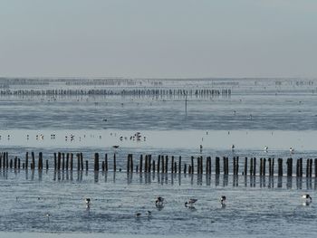 Birds swimming in sea against clear sky