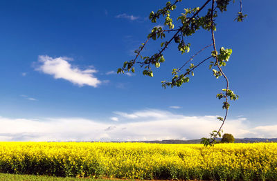 Scenic view of oilseed rape field against sky