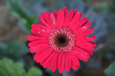 Close-up of red flower