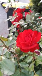 Close-up of red rose