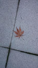 High angle view of maple leaf on ground