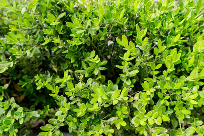 Close-up of fresh green plants