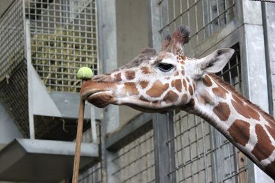Close-up of giraffe in zoo