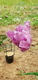 Close-up of pink flower on field