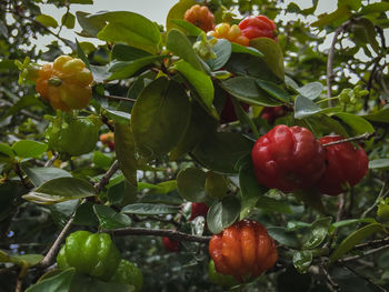 Close-up of red berries growing on tree