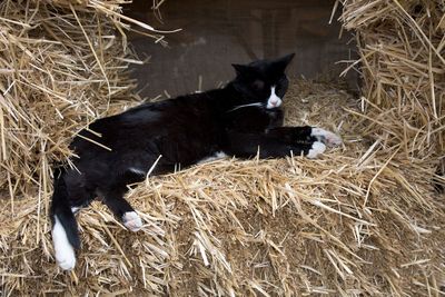 High angle view of black cat lying on hay