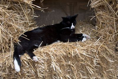 Cat on straw - dösende katze in st ursanne