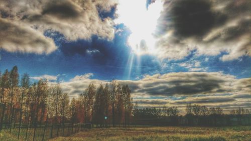 Trees on field against bright sun