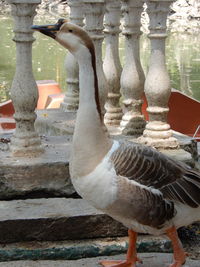 Close-up of swan in lake