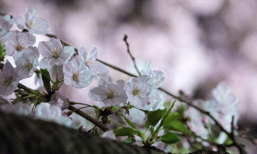 Close-up of cherry blossom