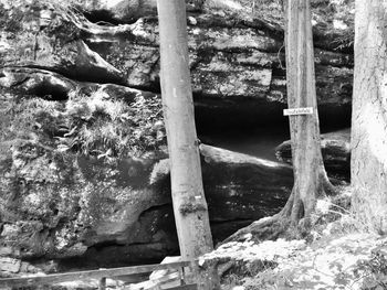 Close-up of tree trunk rocks in forest