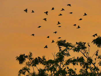 Low angle view of birds flying against orange sky