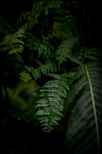 Close-up of fern leaves in forest