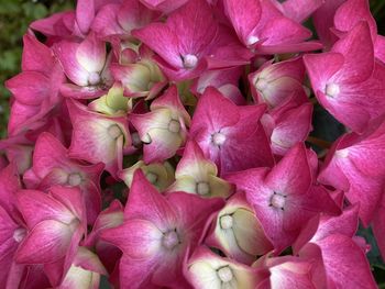 Full frame shot of pink flowering plants