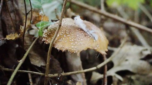 Close-up of mushroom