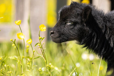 Close-up of a dog looking away