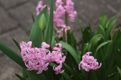 Close-up of pink flowering plant