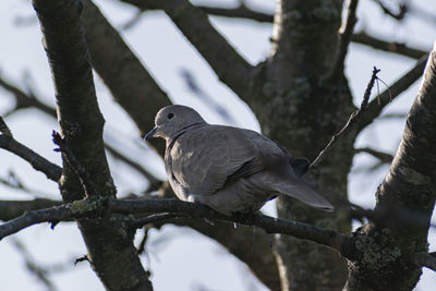 Low angle view of birds perching on tree