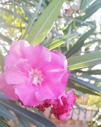 Close-up of pink flowers