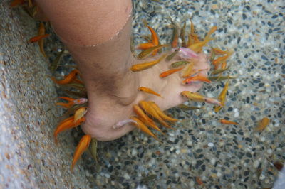 Close-up of fish swimming in sea