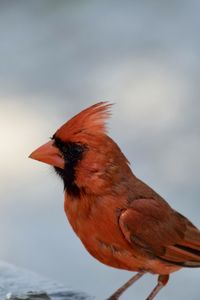 Close-up of bird perching on wood against sky