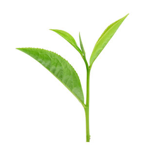 Close-up of plant against white background