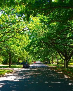 Road amidst trees in city