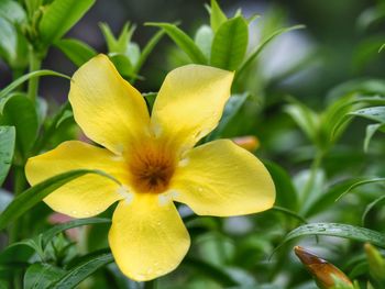 Close-up of yellow flowering plant