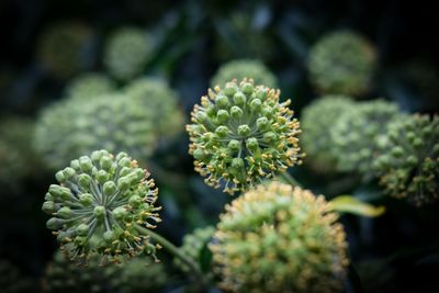 Close-up of flowers blooming outdoors