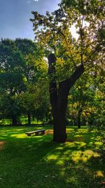 Trees in park