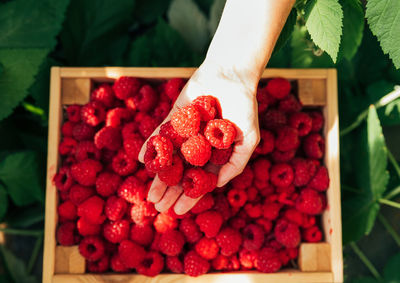 Midsection of woman holding strawberries