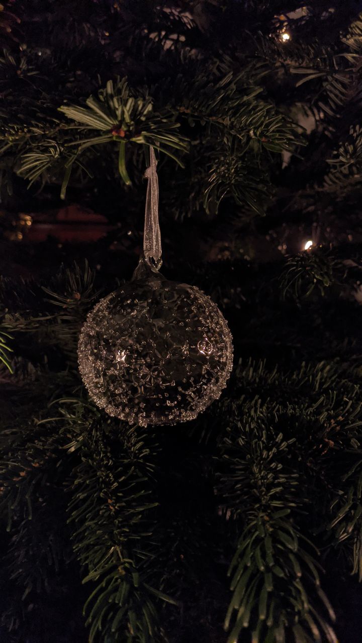 CLOSE-UP OF CHRISTMAS TREE ON PLANT