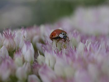 Close-up of insect on purple flower