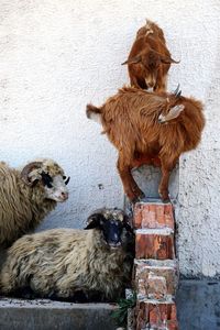 Sheep in a wall
