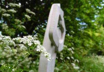 Close-up of white flowers