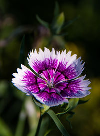 Close-up of purple flower