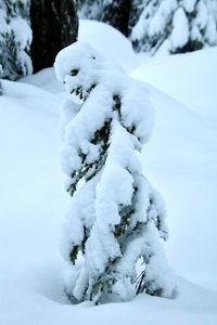 Close-up of snow covered tree on field