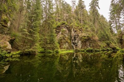 Scenic view of lake in forest