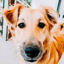Close-up portrait of dog at home