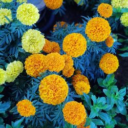 High angle view of marigold flowers in market