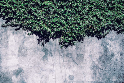 View of plants against blurred background