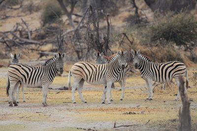 Zebras standing on field