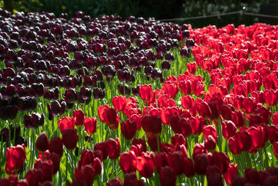 Close-up of red flowering plants on field