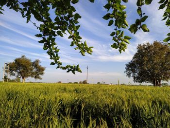 Scenic view of agricultural field against sky