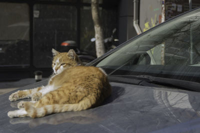 High angle view of cat in car