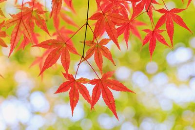 Close-up of maple leaves