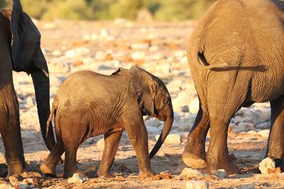 View of elephant